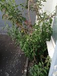 IMG_20200913_193927.jpg