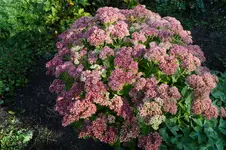 DSC00304.webp