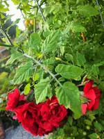 DSCF4110 (2).webp