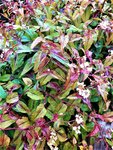IMG_20200908_130532_1.jpg
