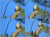Fruehlingslied v (2).webp