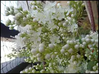 c067.webp