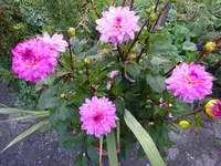 DSC01267.webp