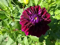 DSC01270.webp