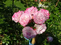 DSC01274.webp