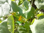 CAM00917.jpg