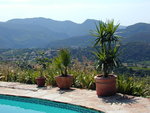 P6240317yucca1.JPG