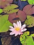 IMG_20200910_130555_5.jpg