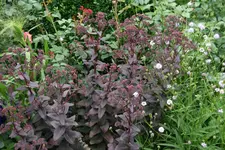 Sedum1618.webp