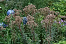 Sedum0717.JPG