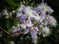 DSCF4114 (2).webp