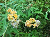 DSCF4120 (2).webp