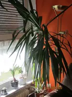 Palme.webp