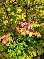 IMG_20200917_162710.webp