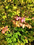 IMG_20200917_162710.jpg