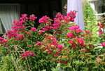 Bougenvillea1220.JPG