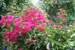 Bougenvillea1320.JPG