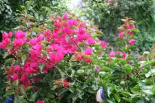 Bougenvillea1320.webp