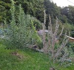 SalixCaprea1.jpg