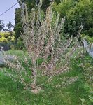 SalixCaprea2.jpg
