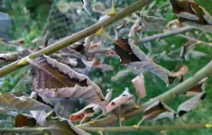 SalixCaprea3.webp SalixCaprea3.webp