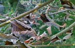 SalixCaprea3.jpg