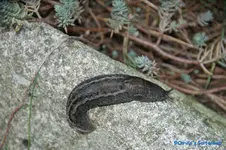 comp_DSC09386.webp