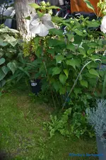 comp_DSC09392.webp