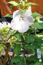 DSC09391.webp