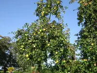 DSC01277.JPG