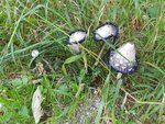 IMG-20200919-WA0007.jpg