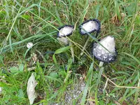 IMG-20200919-WA0007.jpg