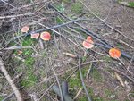 IMG-20200919-WA0005.jpg