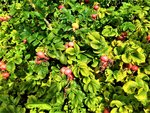 IMG_20200916_124256.jpg