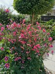 IMG_20200919_122539.jpg