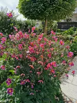IMG_20200919_122539.webp