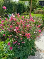 IMG_20200919_122550.webp