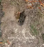 Forum Wespennest Insel ausgebuddelt 2020_09_11 P1160268.webp Forum Wespennest Insel ausgebuddelt 2020_09_11 P1160268.webp