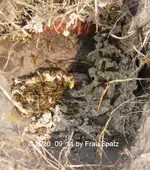 Forum Wespennest Insel ausgebuddelt 2020_09_11 P1160269.webp Forum Wespennest Insel ausgebuddelt 2020_09_11 P1160269.webp