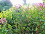 DSCF4144 (2).JPG