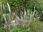 DSCF4147 (2).JPG