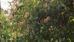 DSCF2936.JPG