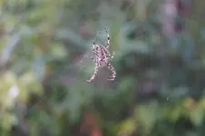 Kreuzspinne.webp