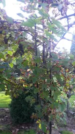 20200920_135532.jpg 20200920_135532.jpg