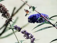 DSCF4125 (2).webp
