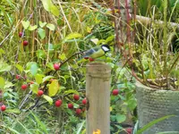 DSCF3257 (2).webp