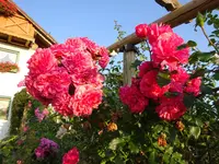 DSC01286.webp