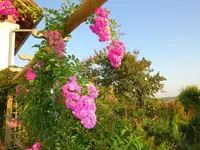 DSC01287.webp