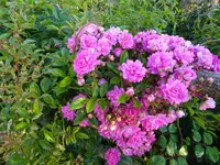 DSC01288.webp
