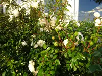 DSC01290.webp